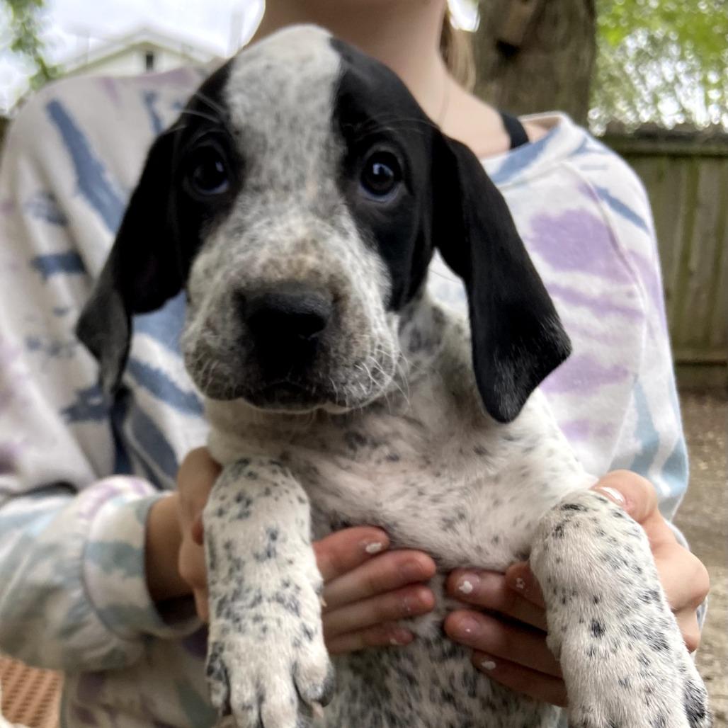 Galleta, Adoptable, Puppy Female Plott Hound & Pointer.