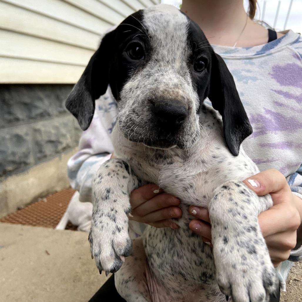 Galleta, a Adoptable mixed breed in Southington, OH image 2/2