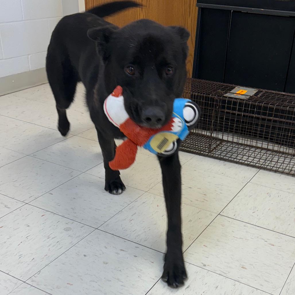 Enlarge Jet, a Adoptable Husky in Jacksonville, AR image 1/6