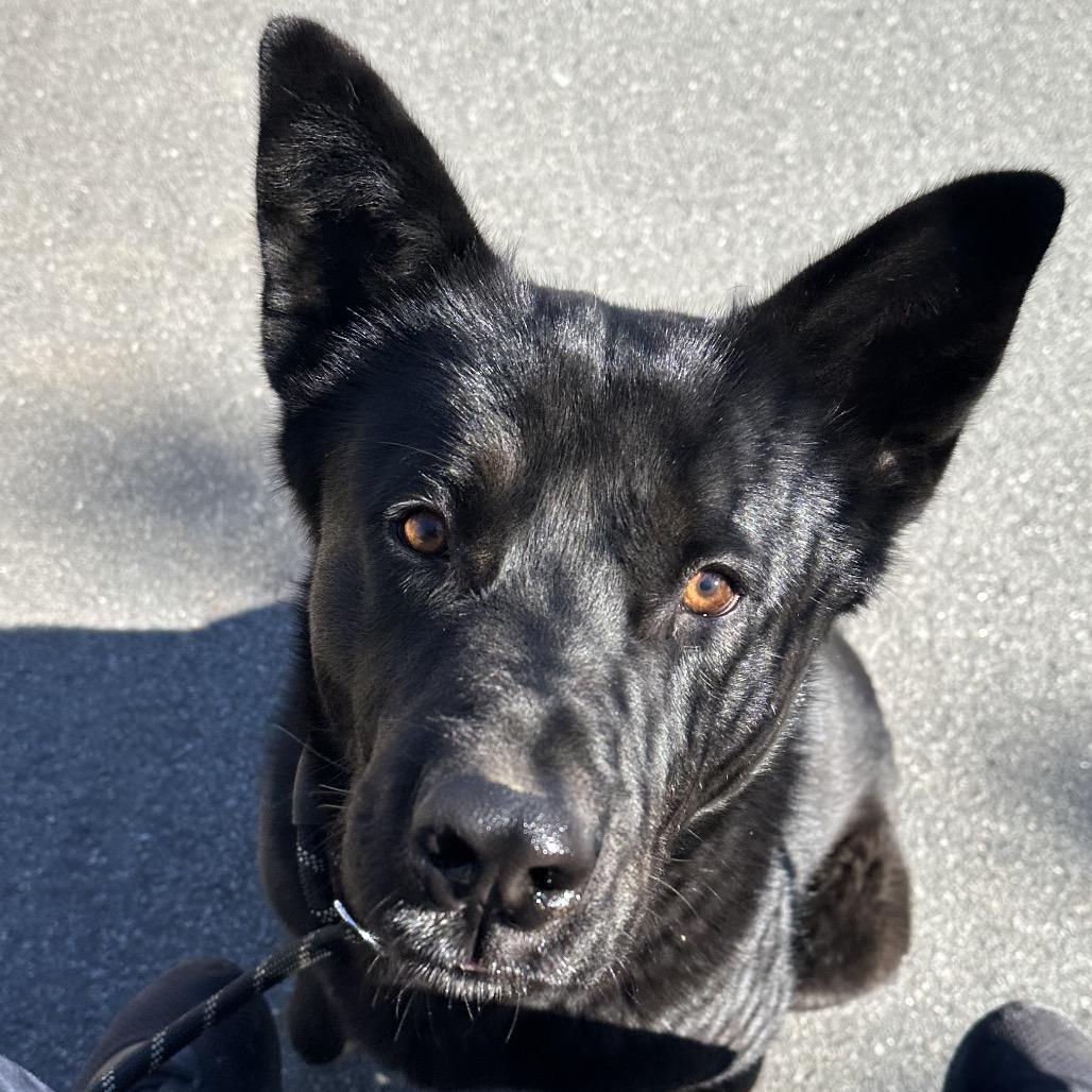 Enlarge Jet, a Adoptable Husky in Jacksonville, AR image 2/6