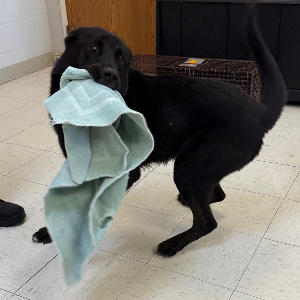 Enlarge Jet, a Adoptable Husky in Jacksonville, AR image 3/6