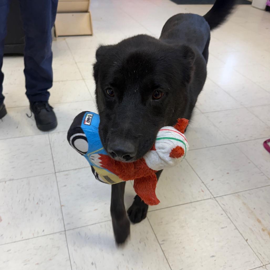 Enlarge Jet, a Adoptable Husky in Jacksonville, AR image 4/6