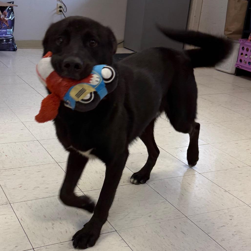 Enlarge Jet, a Adoptable Husky in Jacksonville, AR image 5/6