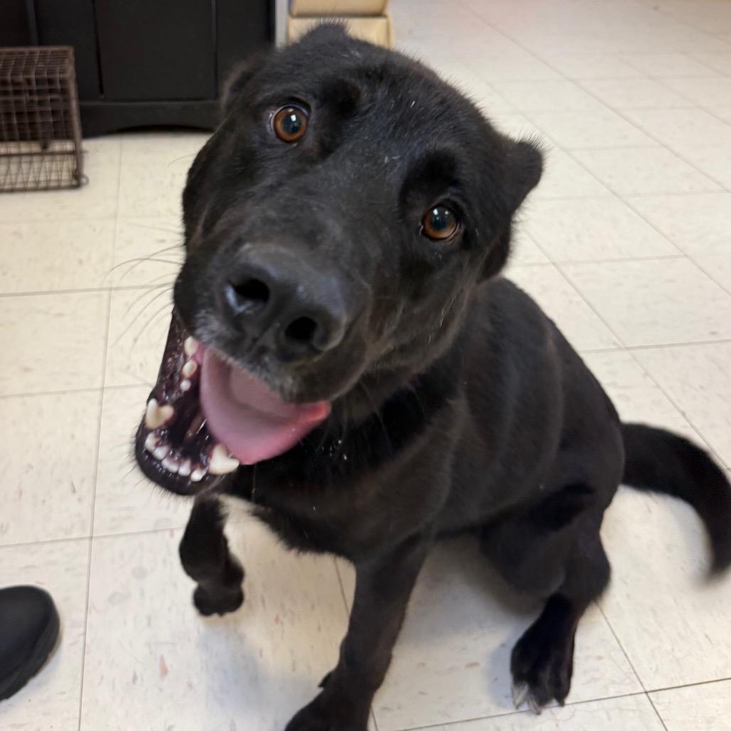 Enlarge Jet, a Adoptable Husky in Jacksonville, AR image 6/6