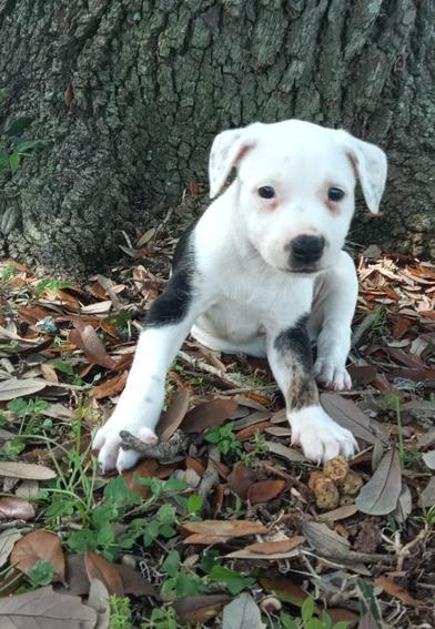 Snowi — thumbnail 2