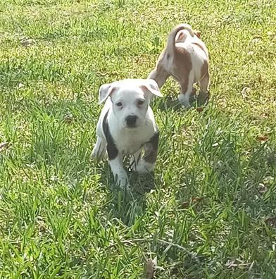 Snowi — thumbnail 5