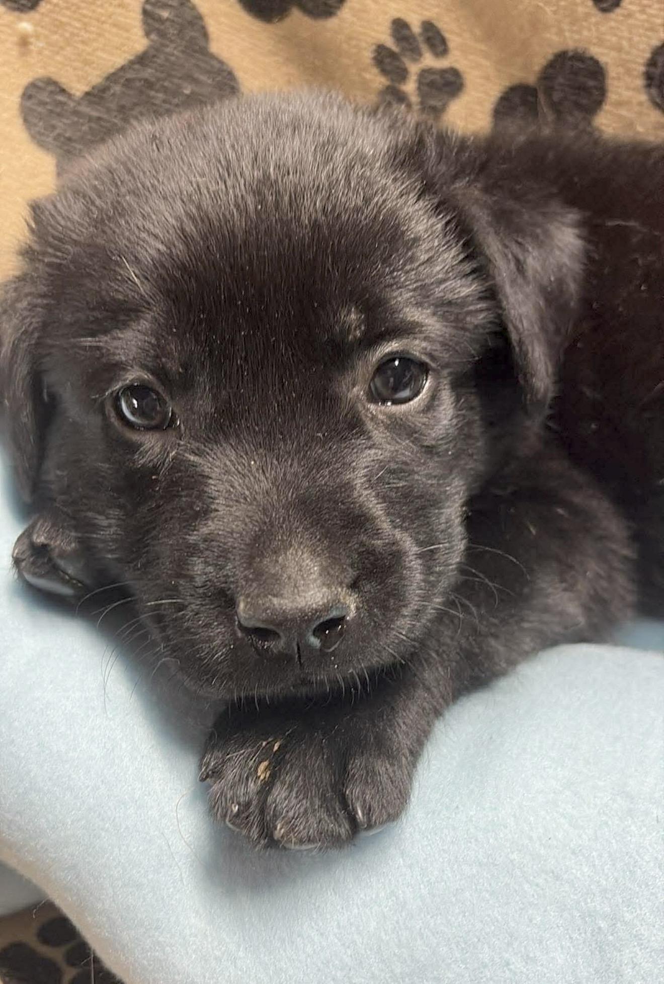 Bean, ADOPTABLE, Puppy Male Labrador Retriever.