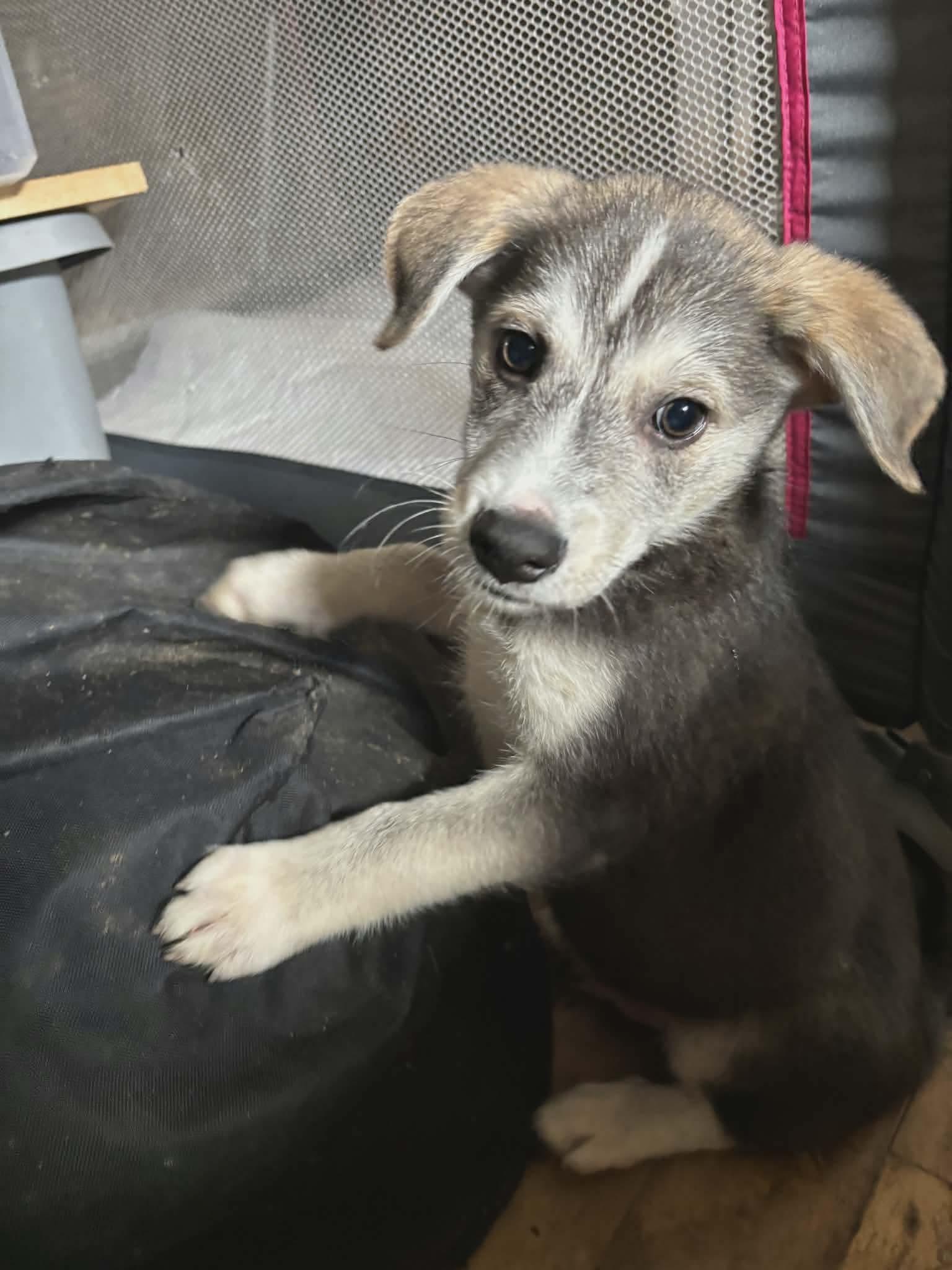 Rocky, adopted, Puppy Male Husky.