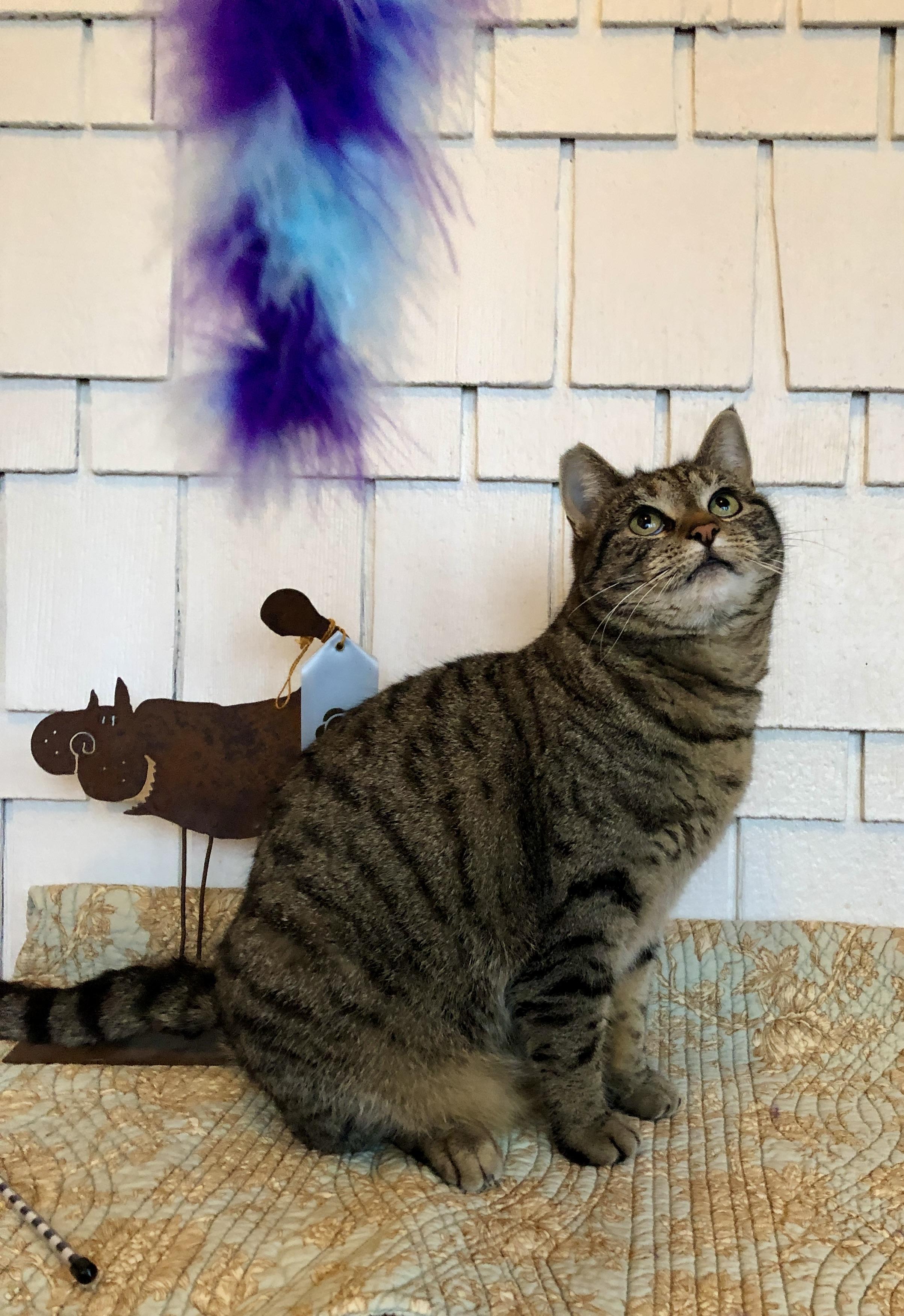 TiTi, an adopted mixed breed in Lake Oswego, OR image 5/5