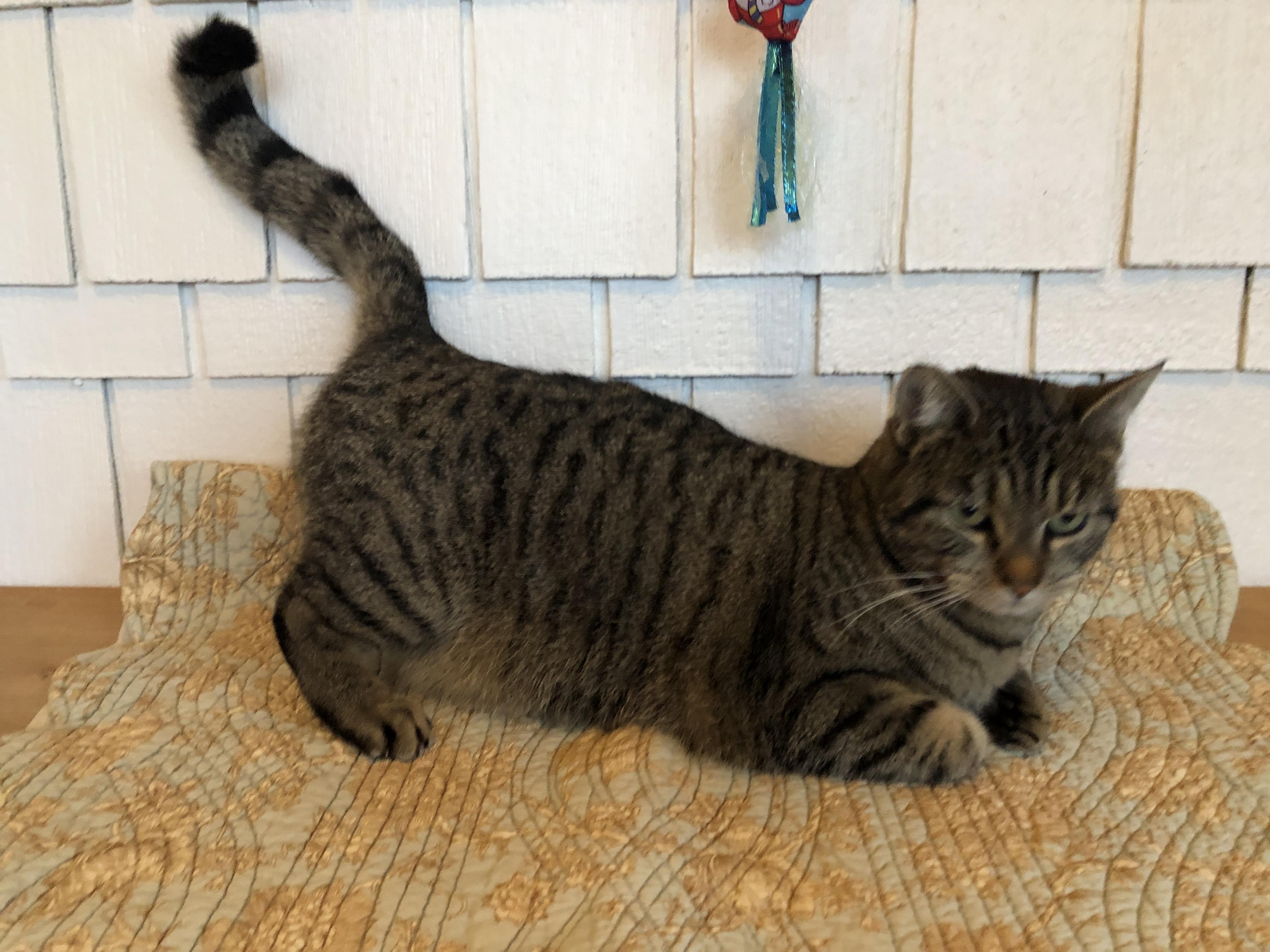 TiTi, an adopted mixed breed in Lake Oswego, OR image 1/5