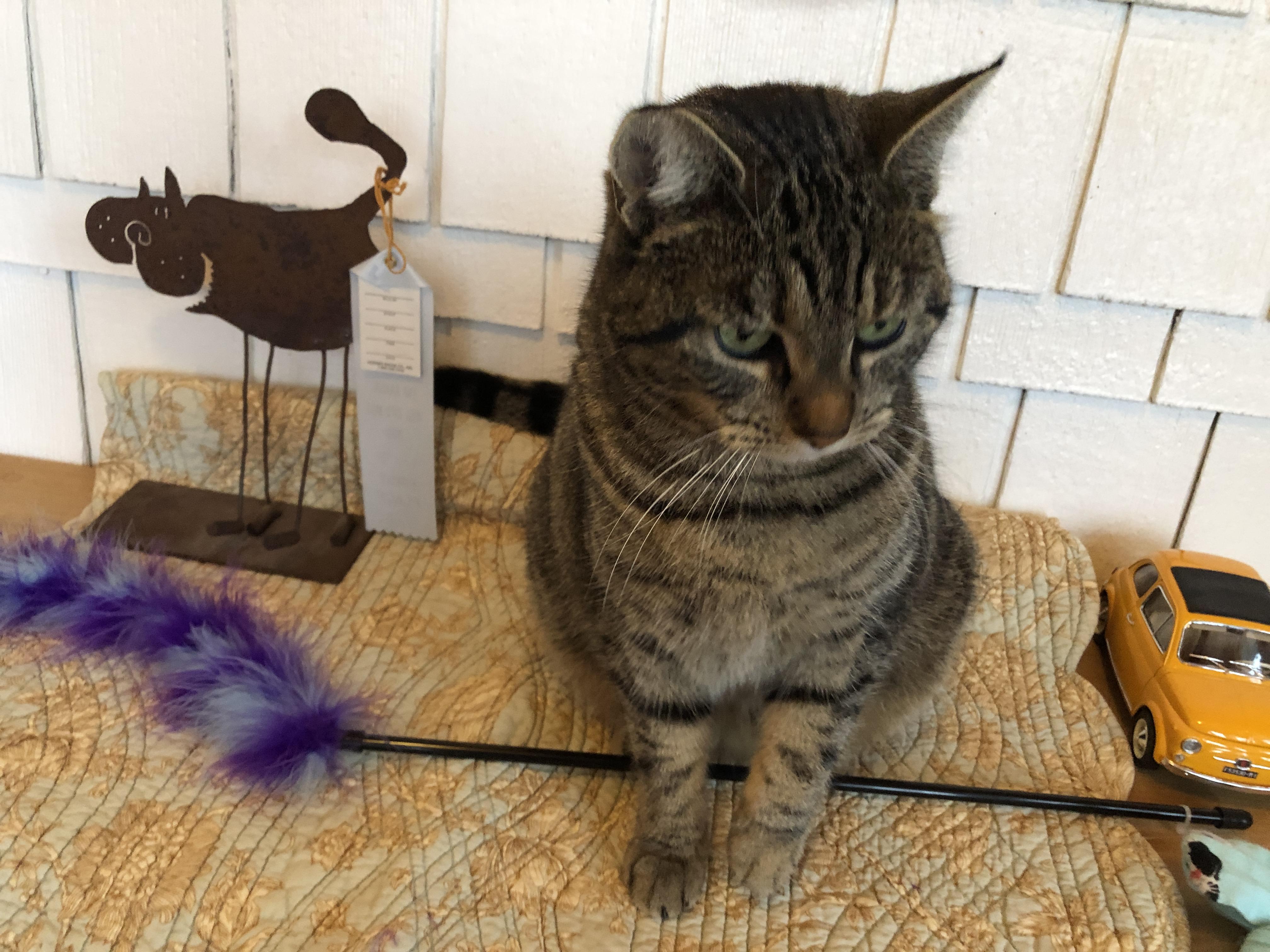 TiTi, an adopted mixed breed in Lake Oswego, OR image 4/5