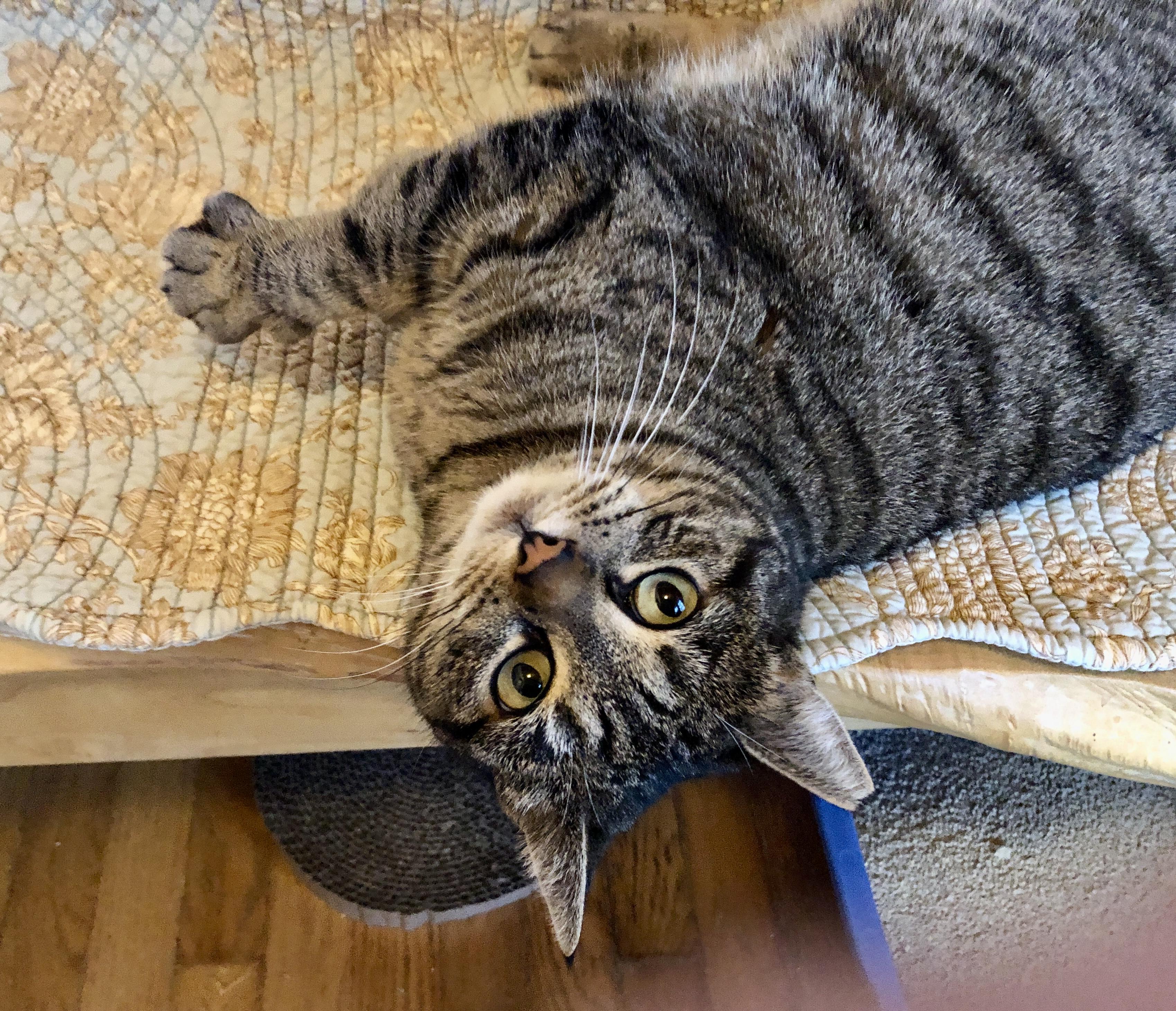 TiTi, an adopted mixed breed in Lake Oswego, OR image 2/5