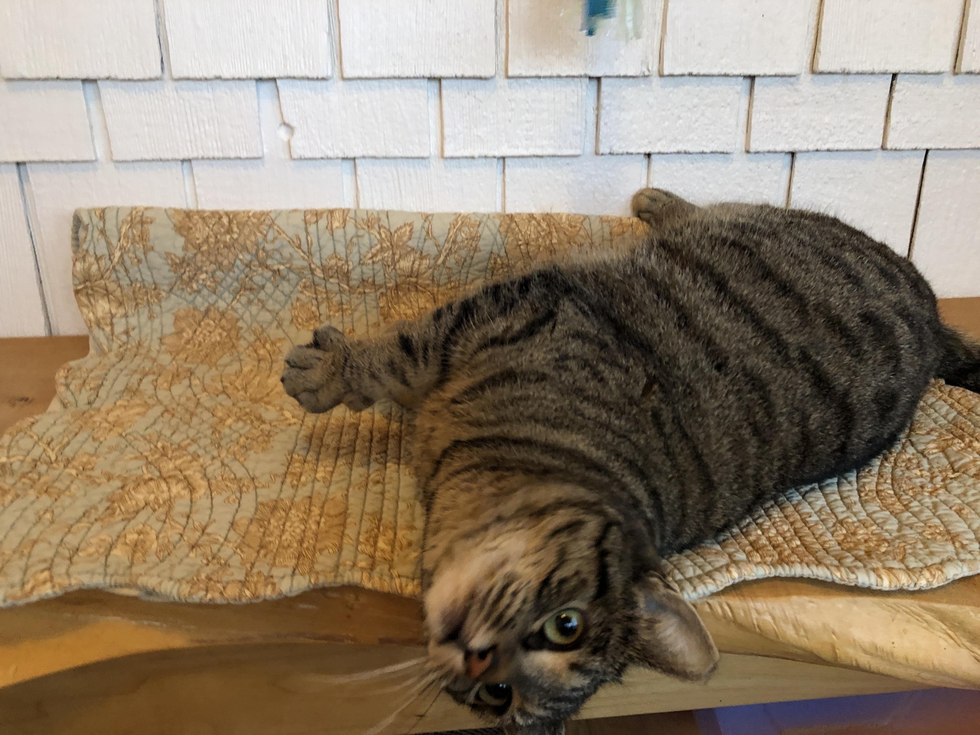 TiTi, an adopted mixed breed in Lake Oswego, OR image 3/5