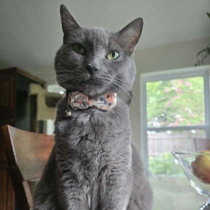 Lo, Adoptable, Senior Female Domestic Short Hair.