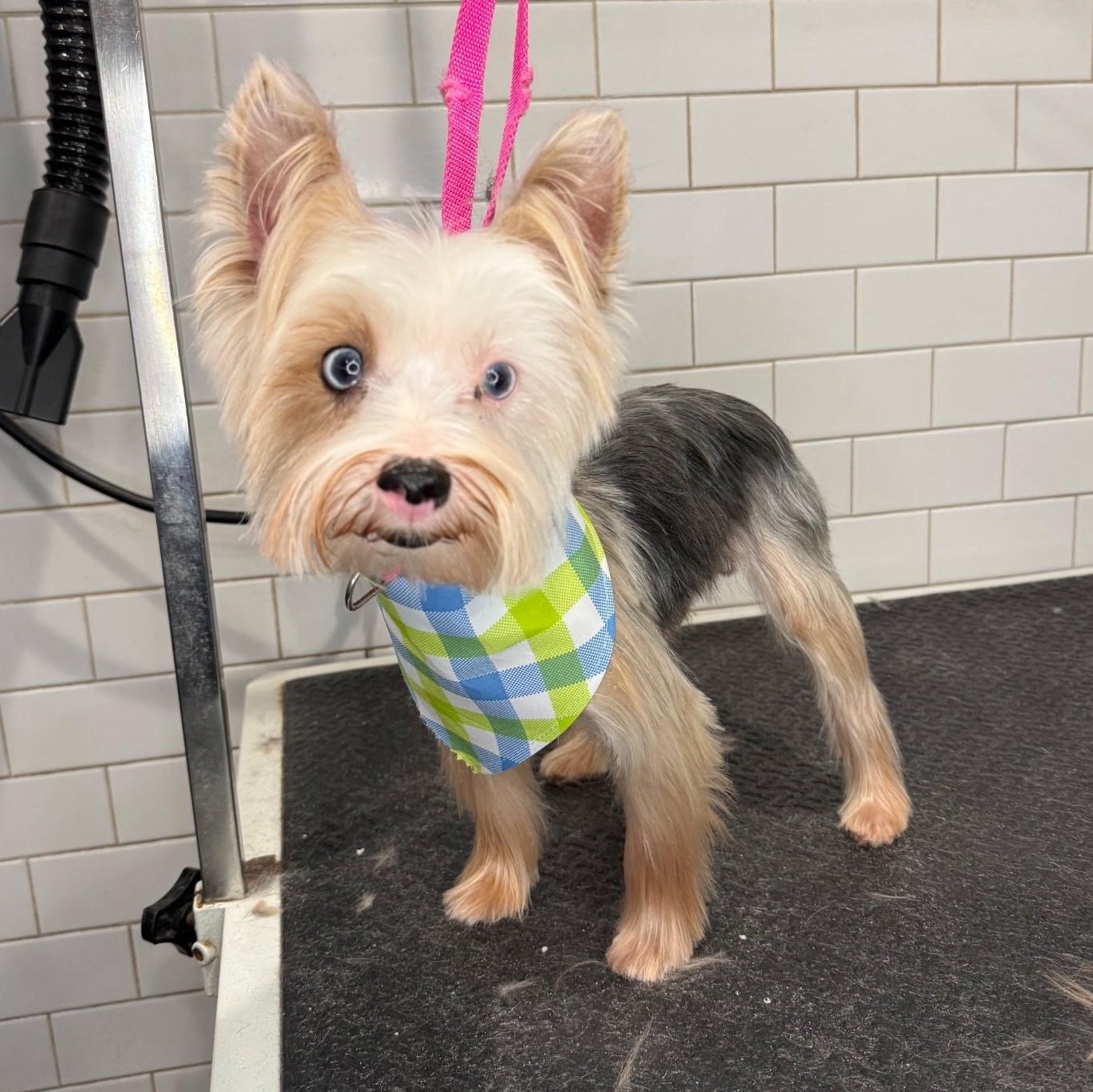 Fletcher, ADOPTABLE, Adult Male Yorkshire Terrier.