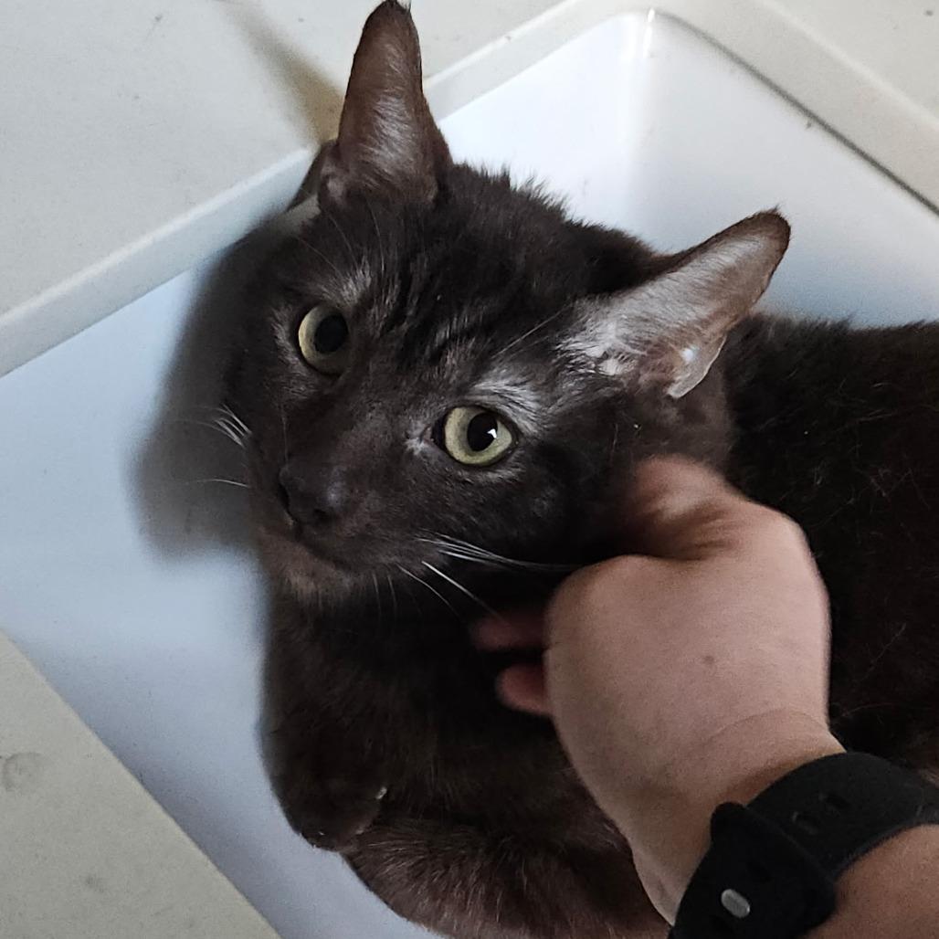 Enlarge Gumbo, a Adoptable Domestic Short Hair in Pleasanton, CA image 1/2