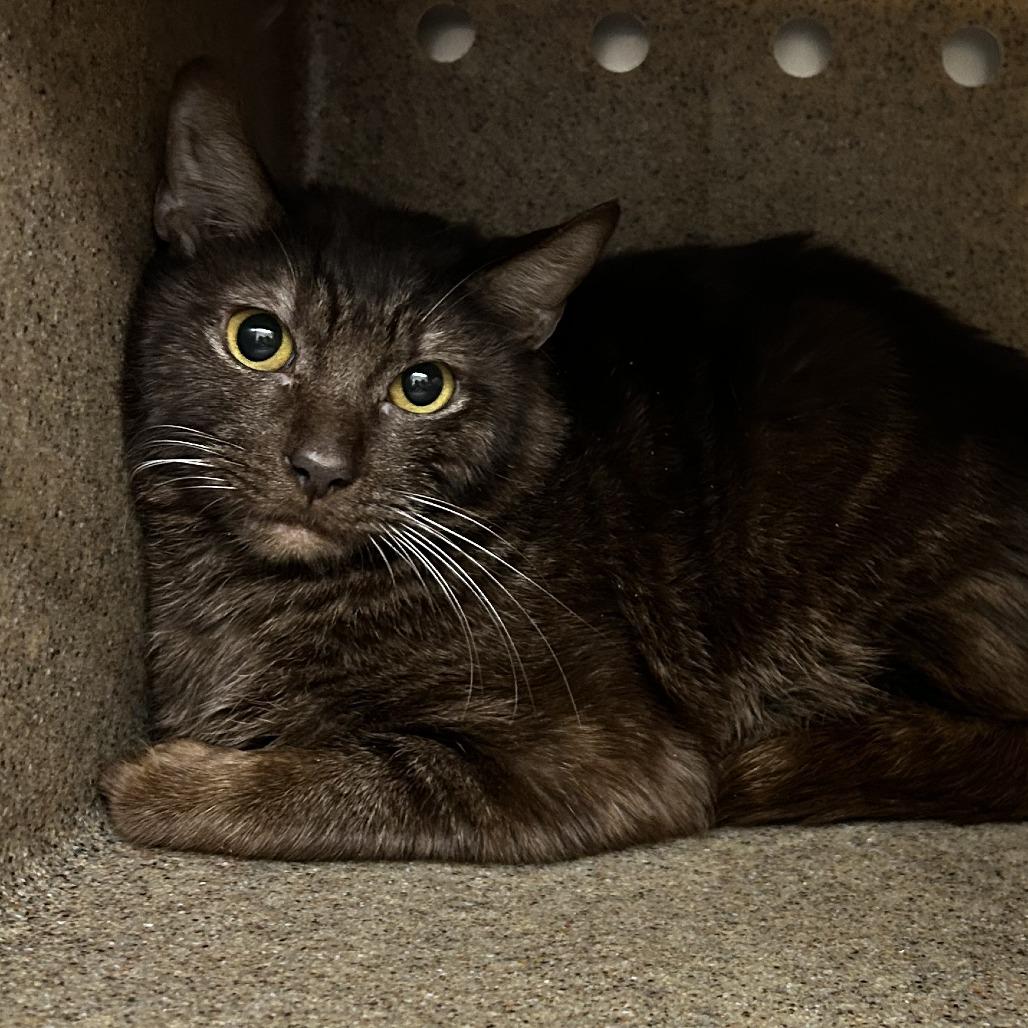 Enlarge Gumbo, a Adoptable Domestic Short Hair in Pleasanton, CA image 2/2