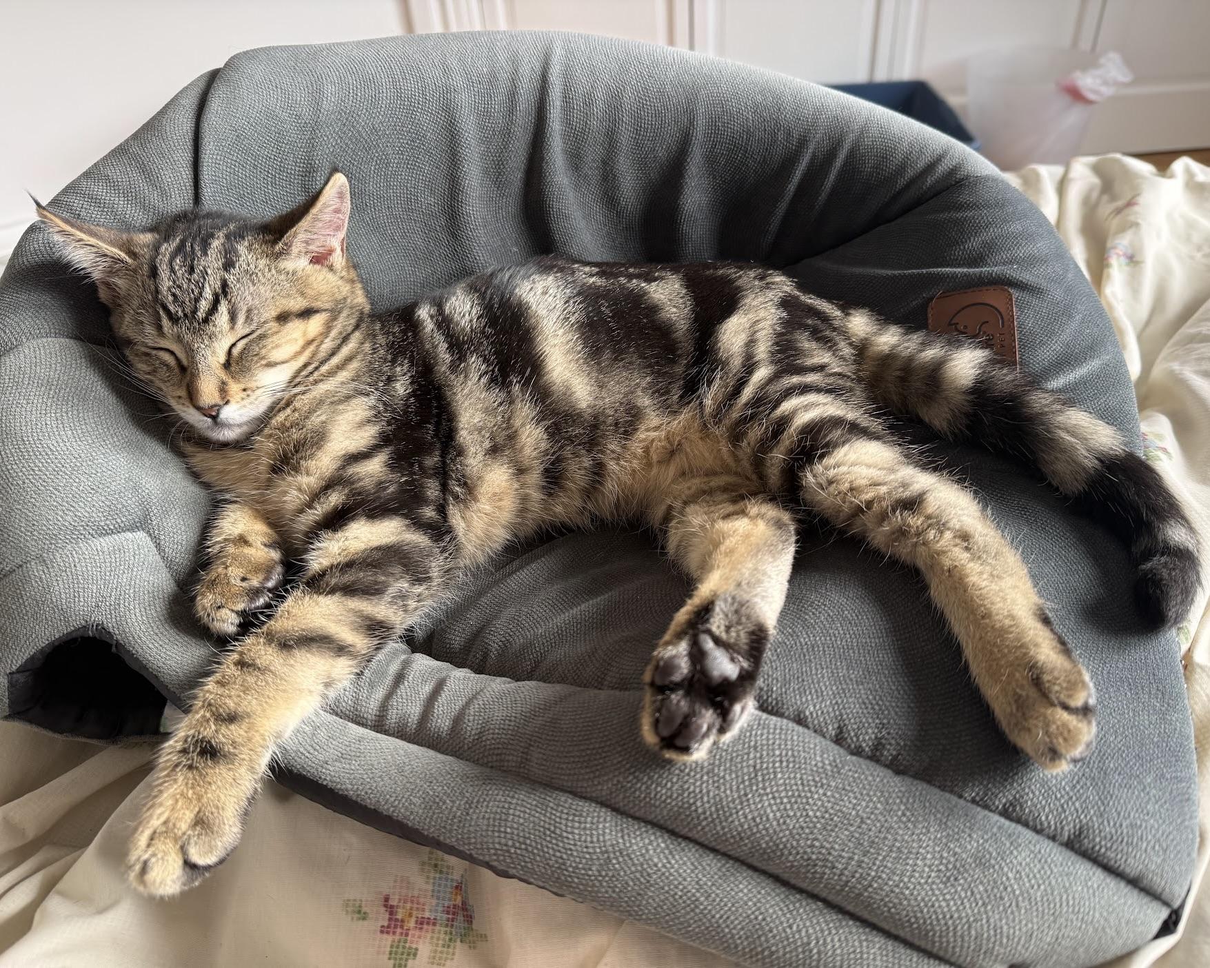 Enlarge Pilgrim, a Adopted Domestic Short Hair in San Francisco, CA image 1/6