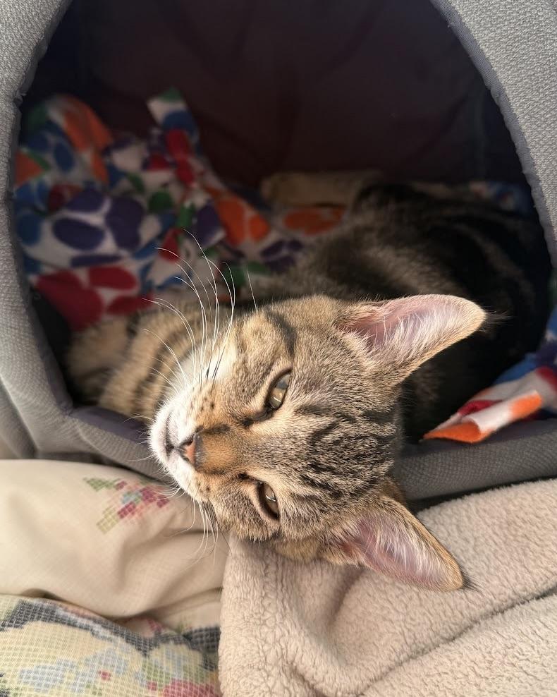 Enlarge Pilgrim, a Adopted Domestic Short Hair in San Francisco, CA image 4/6