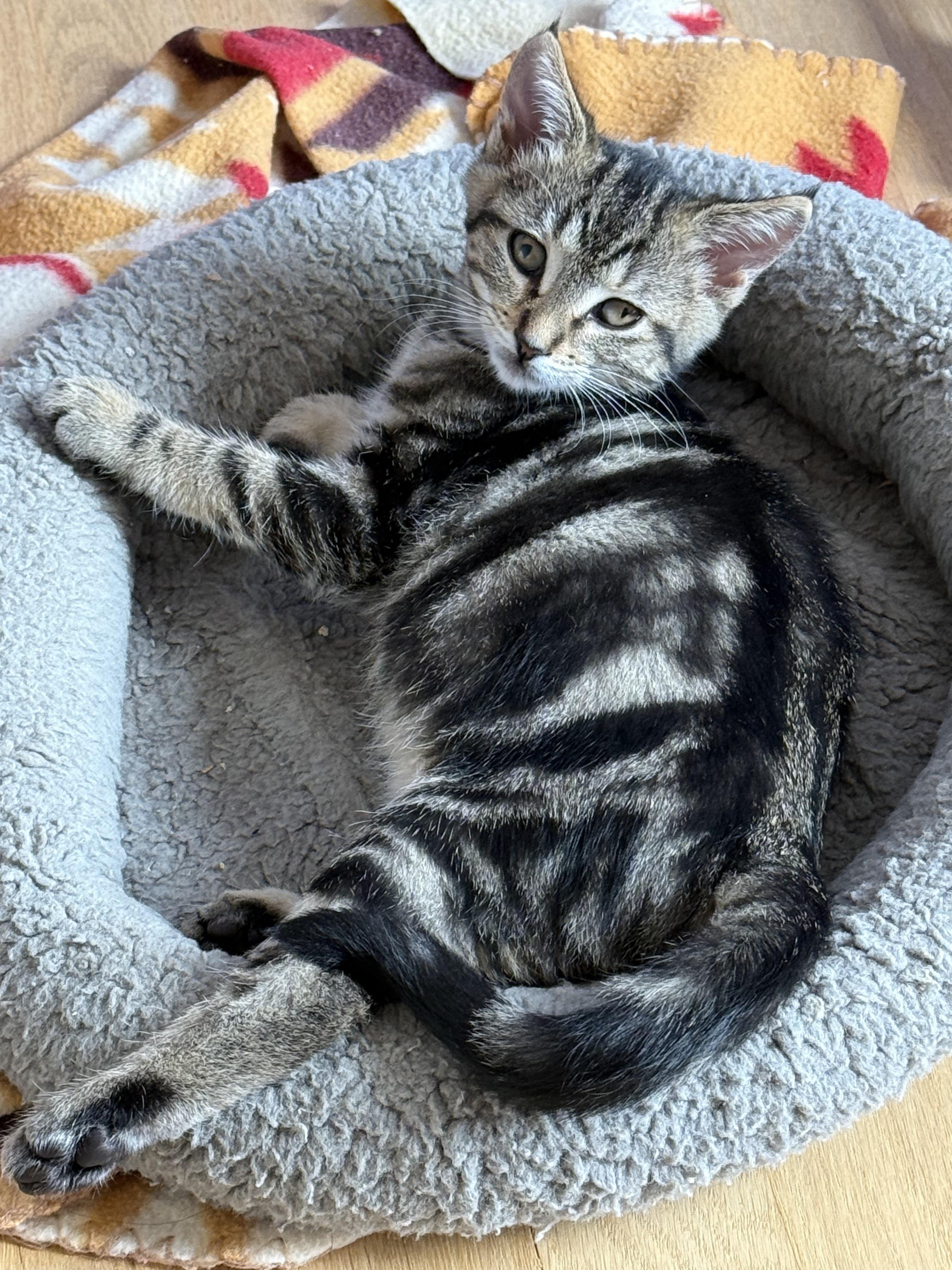 Enlarge Pilgrim, a Adopted Domestic Short Hair in San Francisco, CA image 5/6