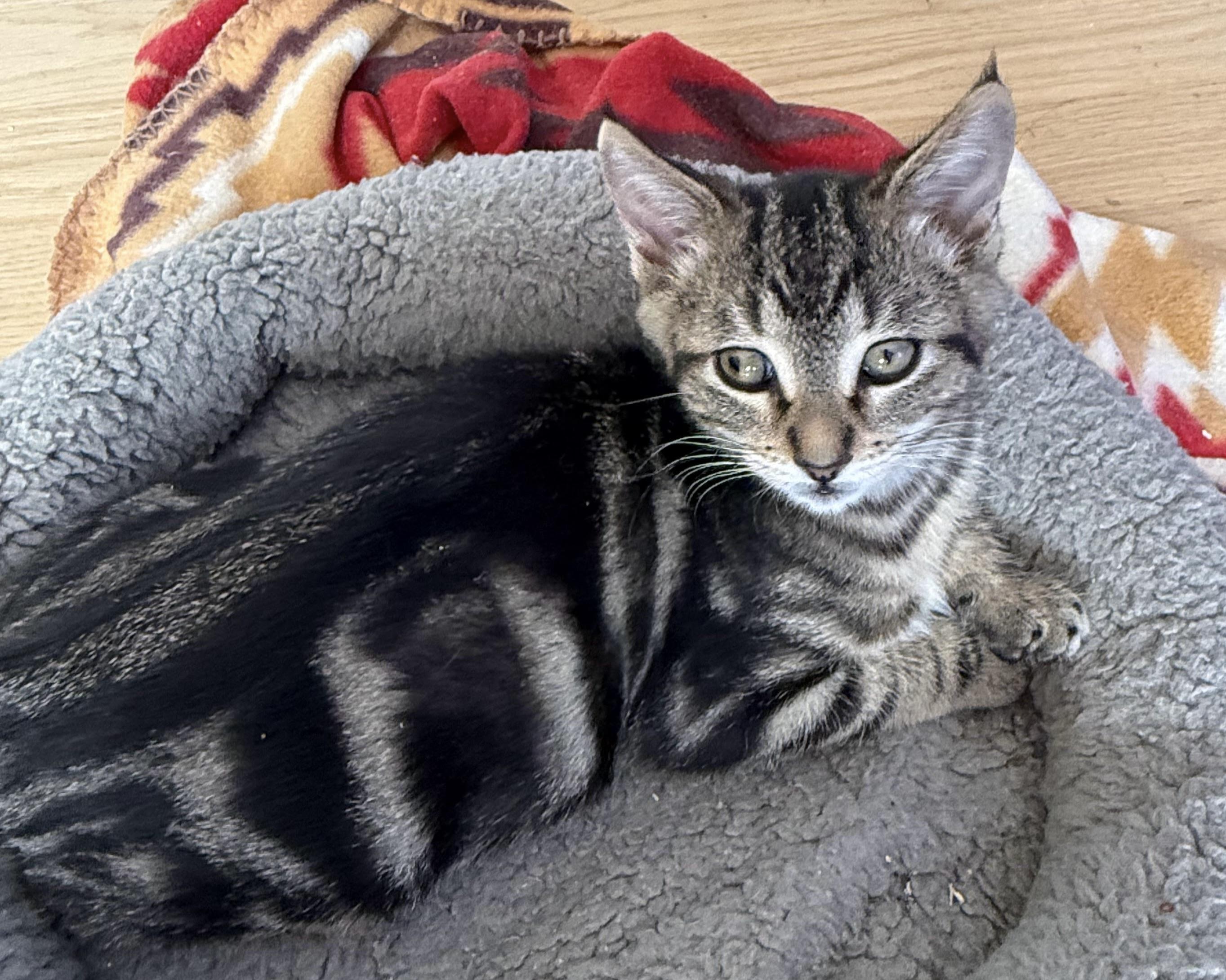 Enlarge Pilgrim, a Adopted Domestic Short Hair in San Francisco, CA image 6/6