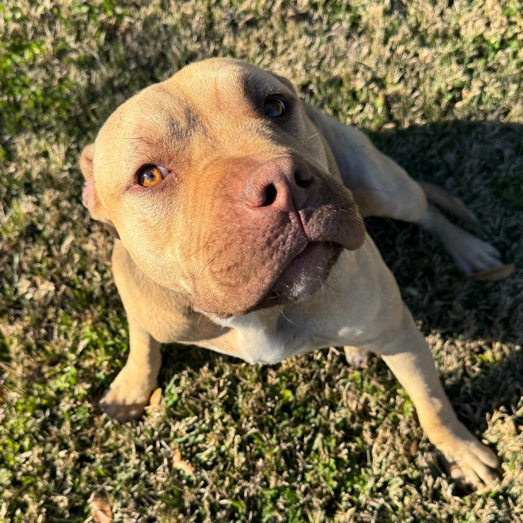 Ginger, Adoptable, Puppy Female Pit Bull Terrier.