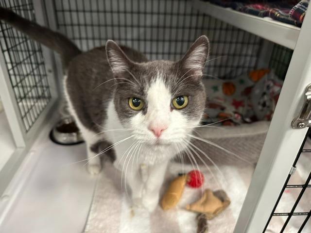 Atticus, Adoptable, Adult Male Domestic Short Hair.