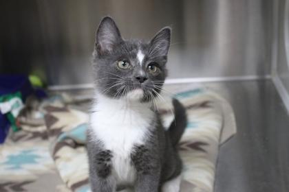 BLT, Adoptable, Kitten Male Domestic Short Hair & Domestic Short Hair.