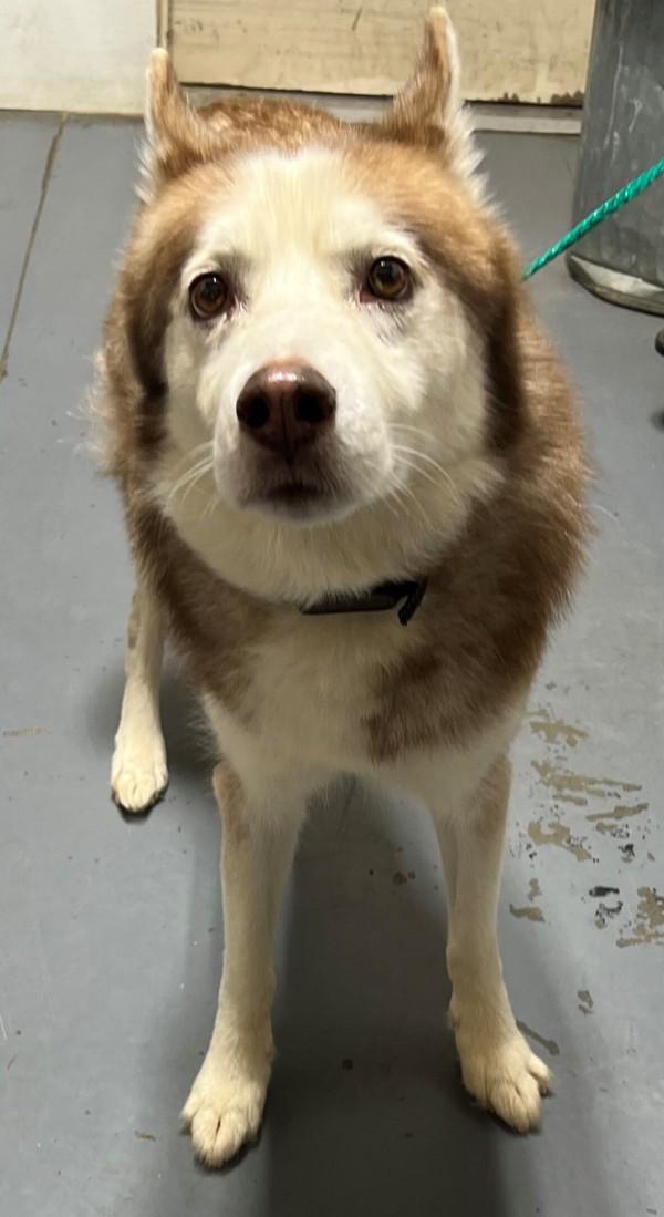 26-03-0893 Cypress, Adoptable, Adult Male Husky.