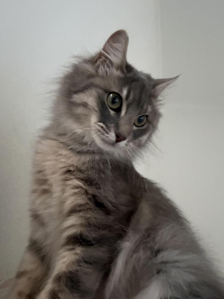 Kaia — thumbnail 2