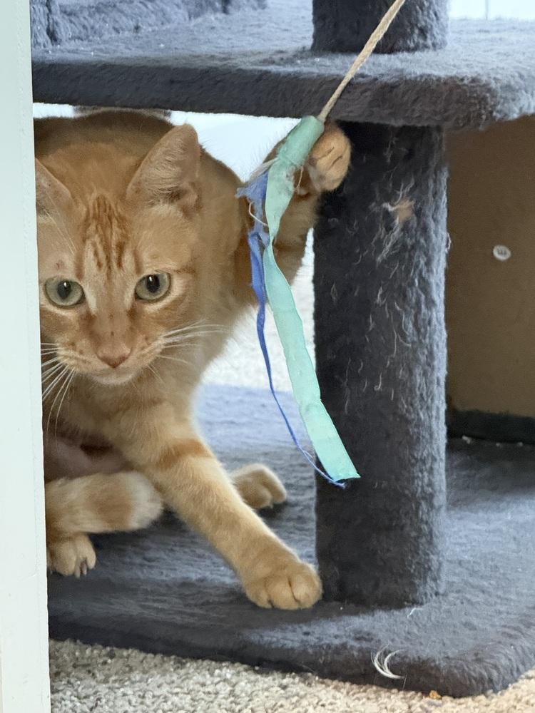 Caramel DeLite — thumbnail 2