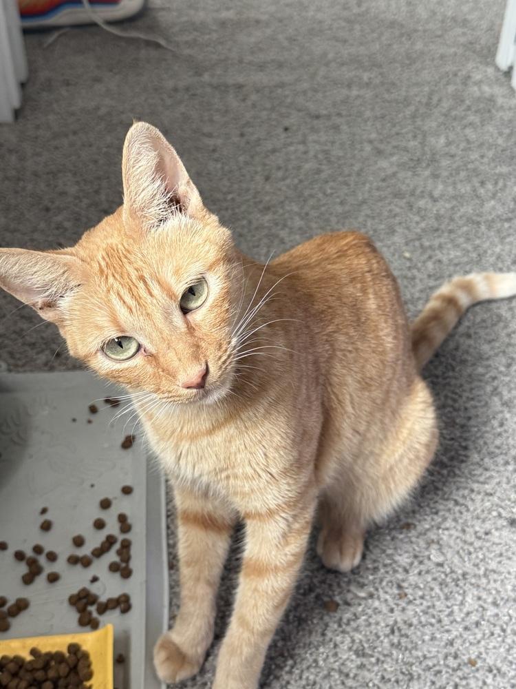 Caramel DeLite — thumbnail 4