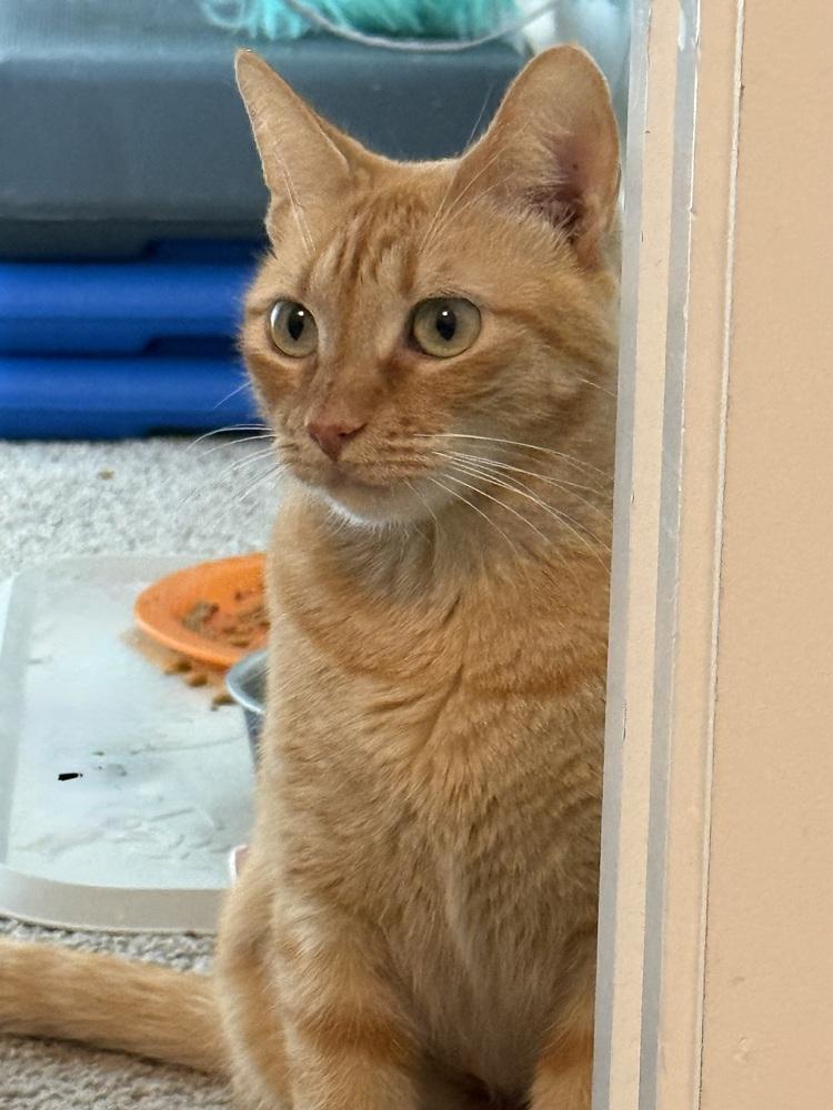 Caramel DeLite — thumbnail 6