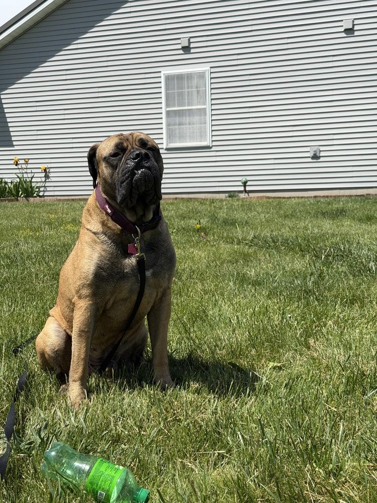 Sheldon, Adoptable, Young Male Bullmastiff.