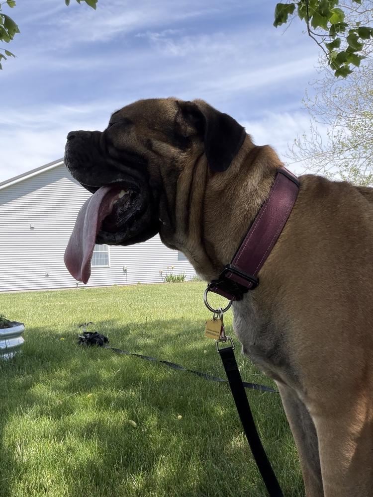 Sheldon, a Adoptable Bullmastiff in Oswego, IL image 2/2