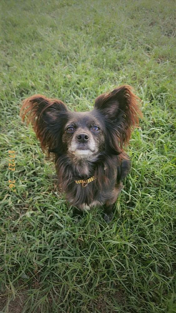 Little Bo Peep, Adoptable, Young Female Papillon.