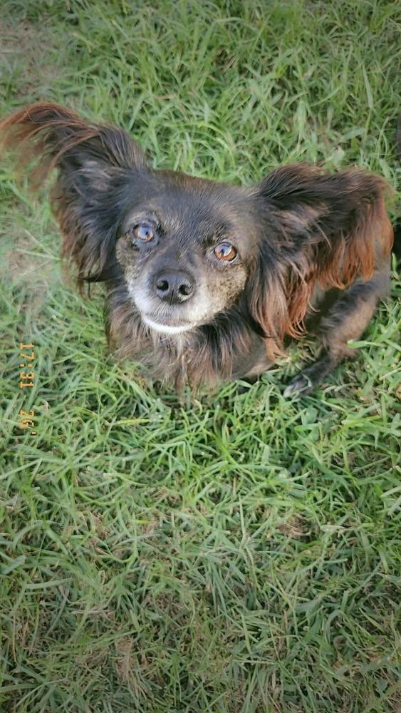 Enlarge Little Bo Peep, a Adoptable mixed breed in Syracuse, NY image 2/6