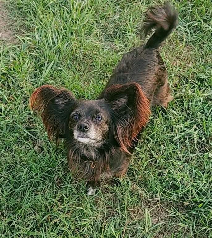 Enlarge Little Bo Peep, a Adoptable mixed breed in Syracuse, NY image 4/6