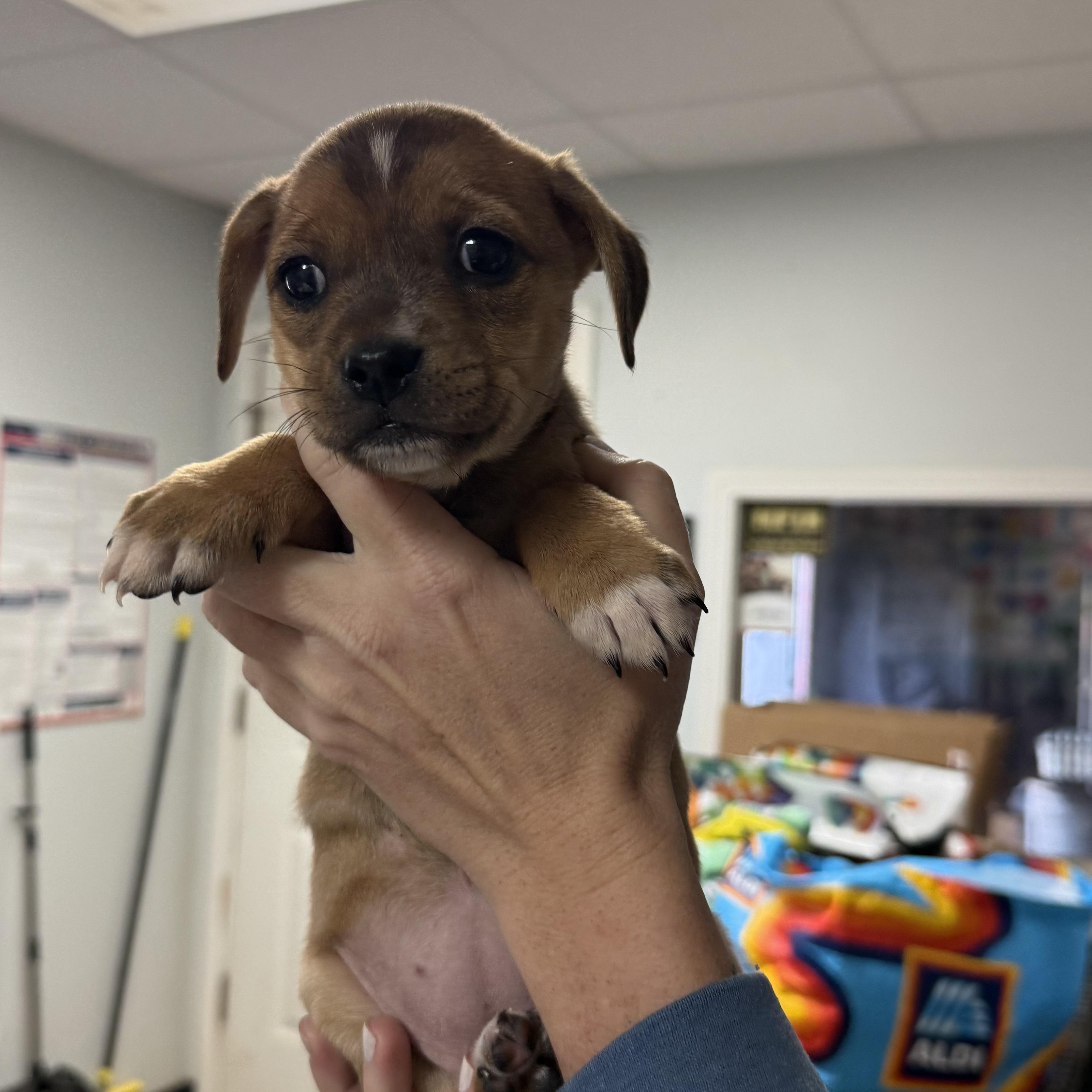 Enlarge Biggie Bag, a Adoptable Mixed Breed in Columbia, SC image 2/5