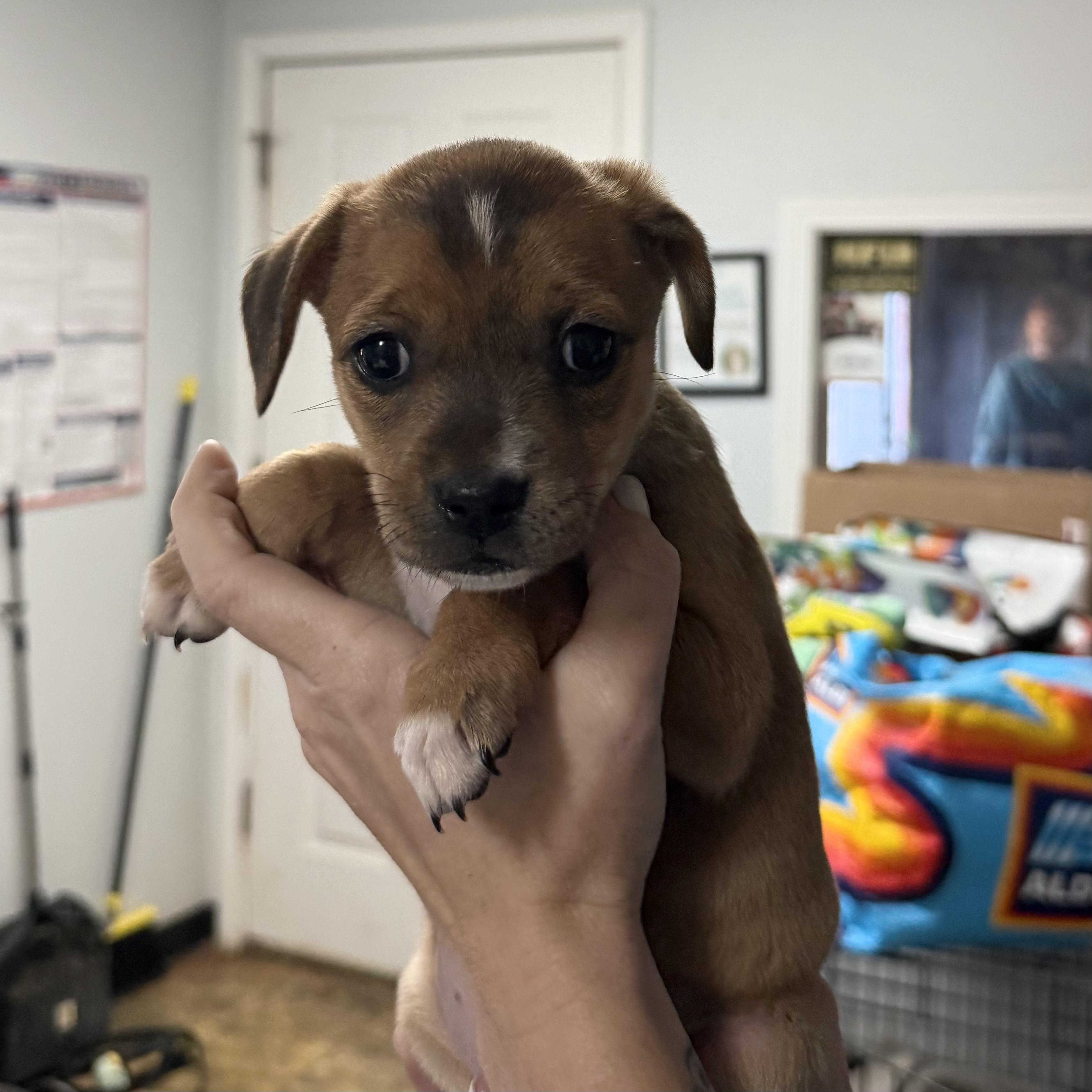 Enlarge Biggie Bag, a Adoptable Mixed Breed in Columbia, SC image 3/5
