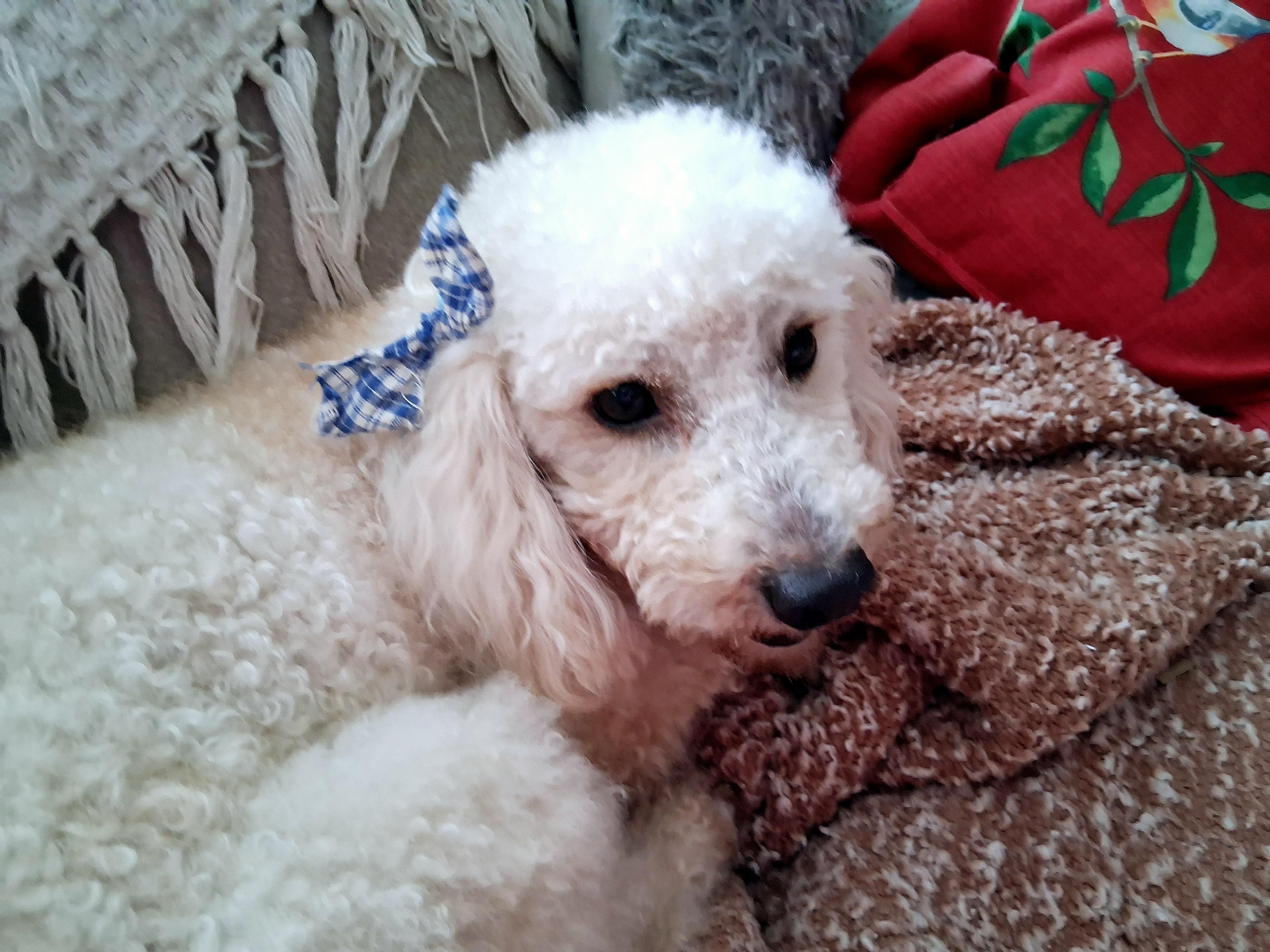 Bo, Young Male Poodle (Toy)