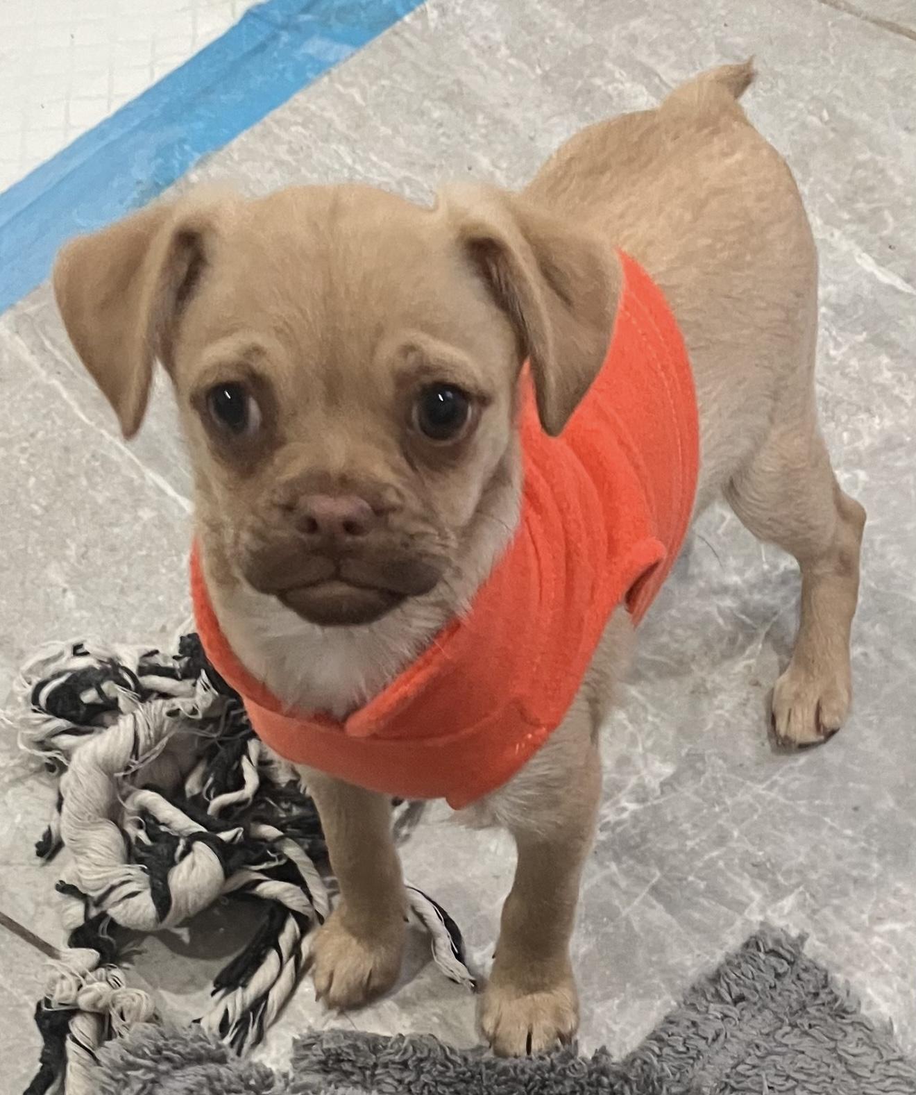 Juno, a ADOPTABLE mixed breed in Santa Monica, CA image 1/5