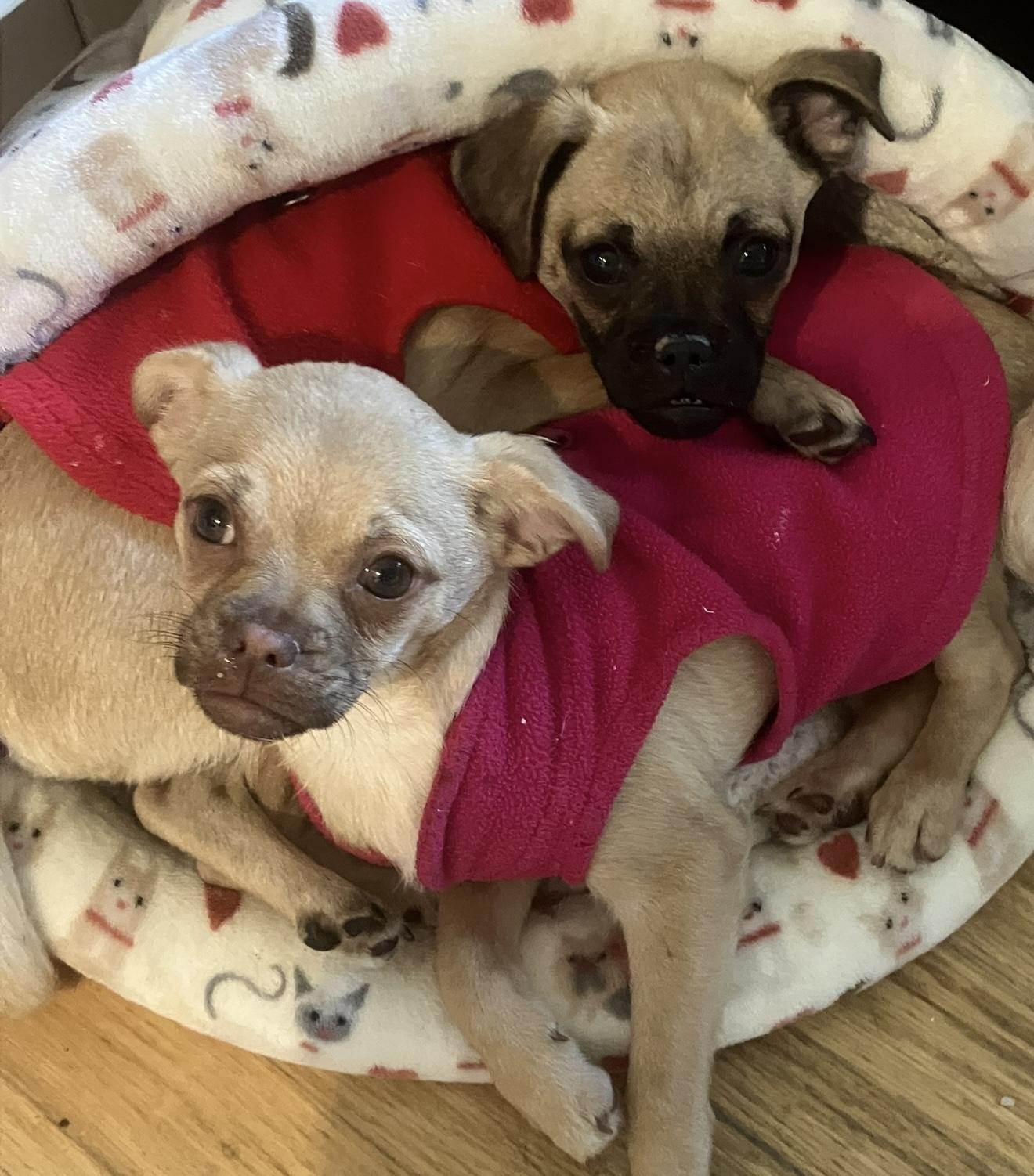 Juno, a ADOPTABLE mixed breed in Santa Monica, CA image 2/5