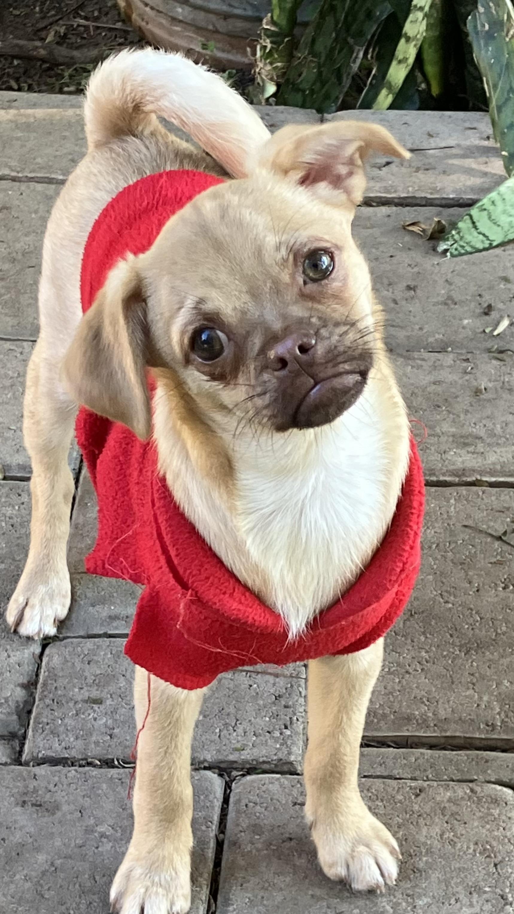 Juno, a ADOPTABLE mixed breed in Santa Monica, CA image 3/5