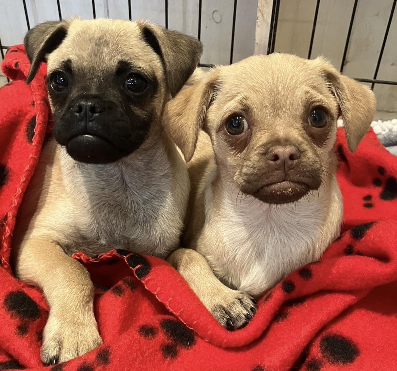 Juno, a ADOPTABLE mixed breed in Santa Monica, CA image 4/5