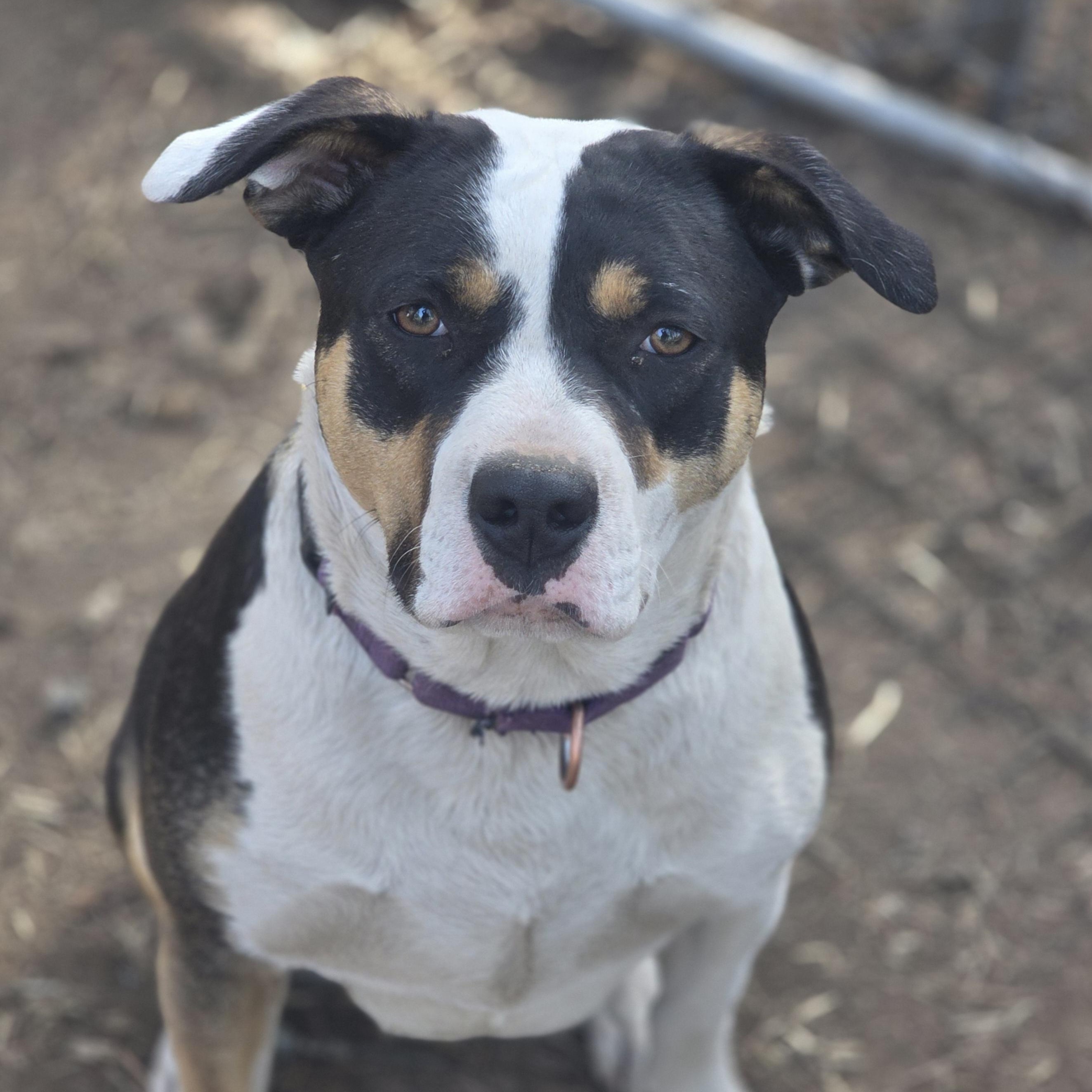 Miss Moffat, a Adoptable mixed breed in Elk, WA image 1/2