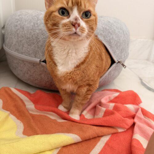 Enlarge Daisy, a Adoptable Domestic Short Hair in Plantation, FL image 1/5