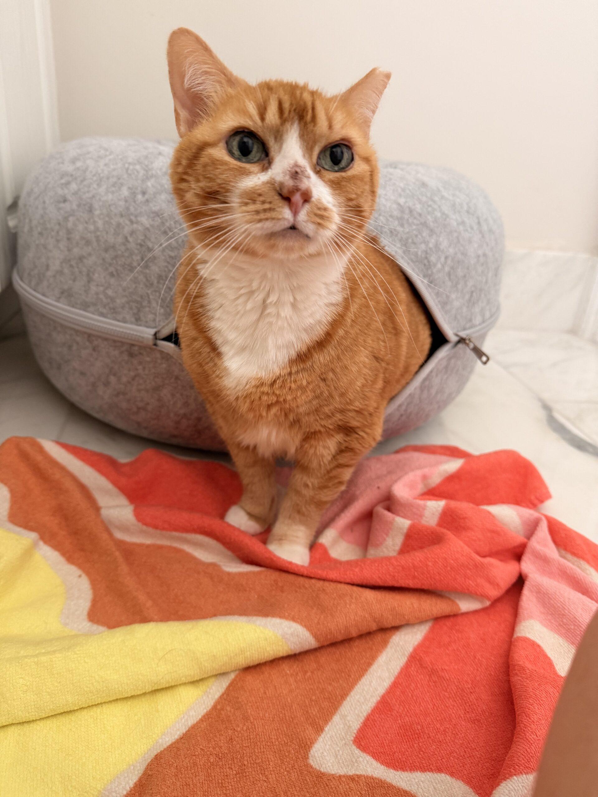 Enlarge Daisy, a Adoptable Domestic Short Hair in Plantation, FL image 2/5