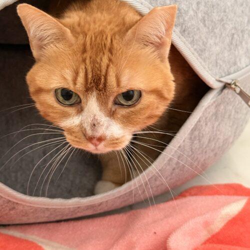 Enlarge Daisy, a Adoptable Domestic Short Hair in Plantation, FL image 3/5