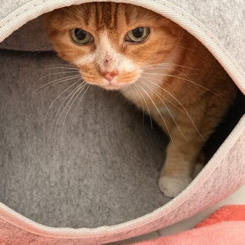 Enlarge Daisy, a Adoptable Domestic Short Hair in Plantation, FL image 4/5